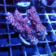 画像3: ■SALE■   CEPPO Select Frags    Dセット (3)