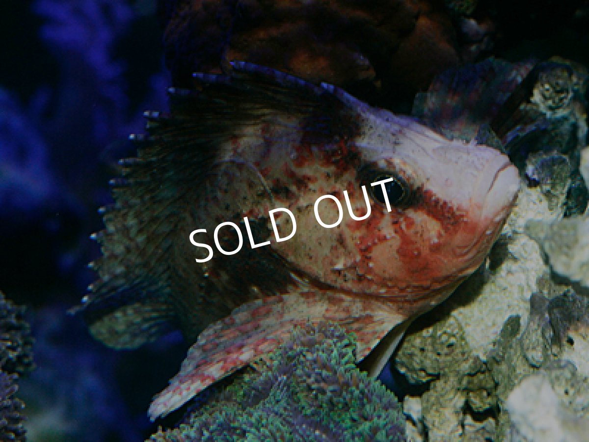 画像2: ヤマヒメ (2)