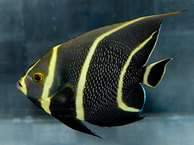 フレンチエンゼル 海水魚専門店 Ceppo Onlinestore フレンチエンゼル 海水魚専門店 Ceppo Onlinestore