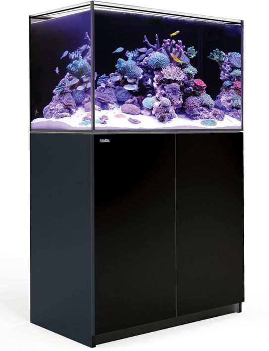 アクティニックシャイナー | 海水魚専門店 セポのつぶやき・・・