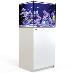 アクティニックシャイナー | 海水魚専門店 セポのつぶやき・・・