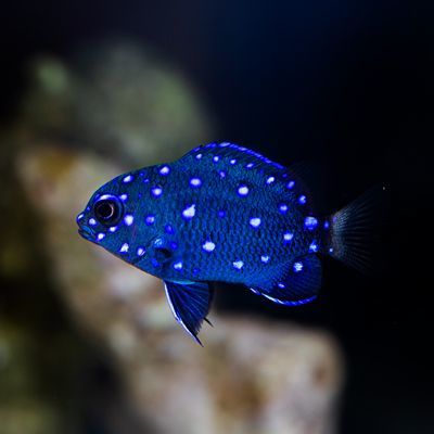 限定 クーポン10% ローランドダムセル120 Q1 | jahangirics.ir