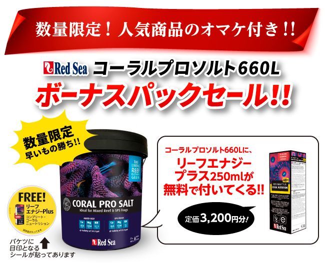 アクティニックシャイナー | 海水魚専門店 セポのつぶやき・・・