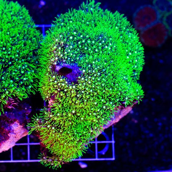 ★Star★　スターポリプ大・full：green スターポリプ⁄Star Polyps | CORAL ROOM