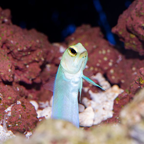 イエローヘッドジョーフィッシュ( パーリー) 海水魚専門店 ceppo onlinestore イエローヘッドジョーフィッシュ( パーリー) 海水魚専門店 ceppo onlinestore