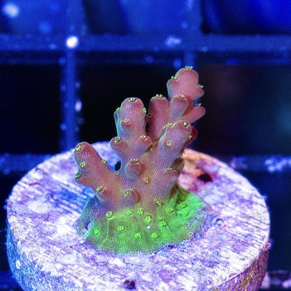 Kamoer KH Carer | 海水魚専門店 セポのつぶやき・・・